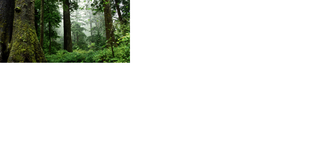 Protection: More protections coming for old-growth forests under federal plans - Vimarsana News
