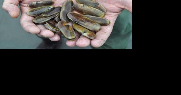 Razor Clamming: New Opening - Vimarsana News