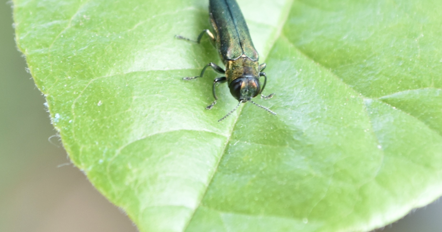 Emerald ash borer spreading across Oregon