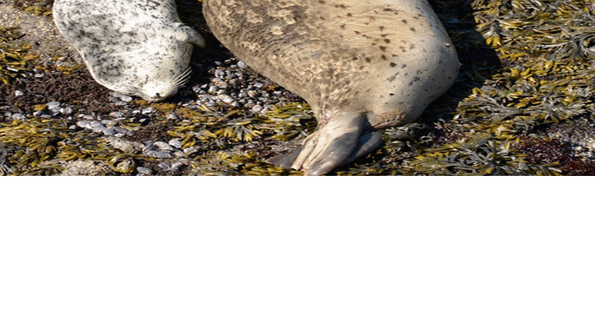 Stay Clear: Beach goers asked to keep away from resting seals, sea