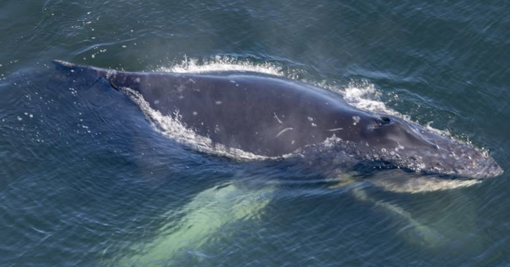 Photos: 'Severely entangled' humpback whale freed off Oregon Coast