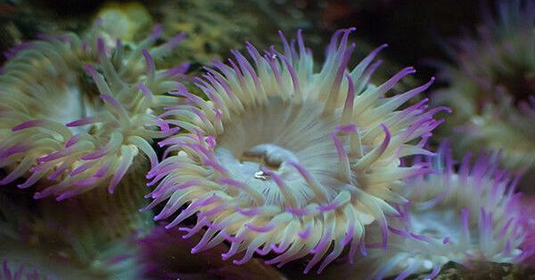 Das Hatfield Center der OSU veranstaltet am 9. April den virtuellen Tag der Meereswissenschaften – The News Guard Das Hatfield Center der OSU veranstaltet am 9. April den virtuellen Tag der Meereswissenschaften – The News Guard