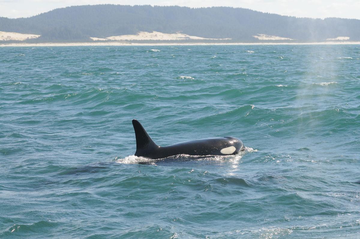 New Protections Proposed For Orcas News Thenewsguard Com