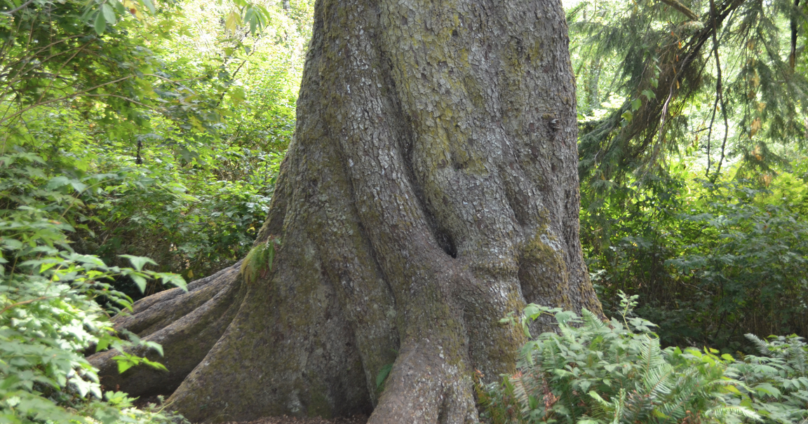 Eddyville Redwood: Oregon’s 77th Heritage Tree