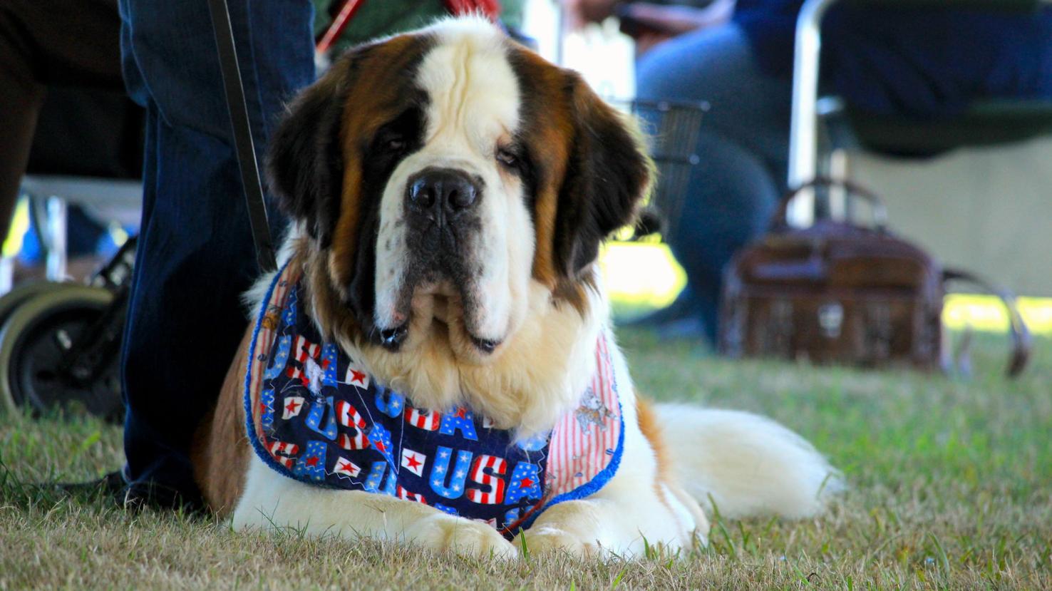 WATCH / BIG DOGS IN TOWN Saint Bernard National Community