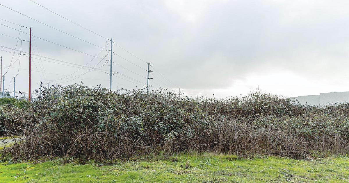 Methods to control blackberry thickets - Vimarsana News