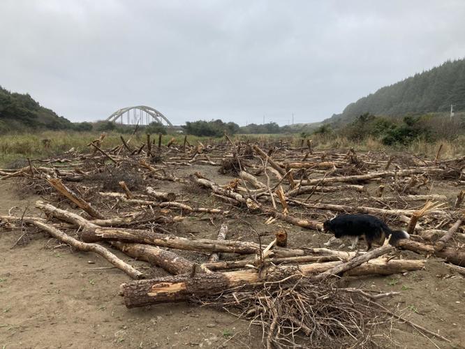 Salmon Habitat Restoration Project completed News