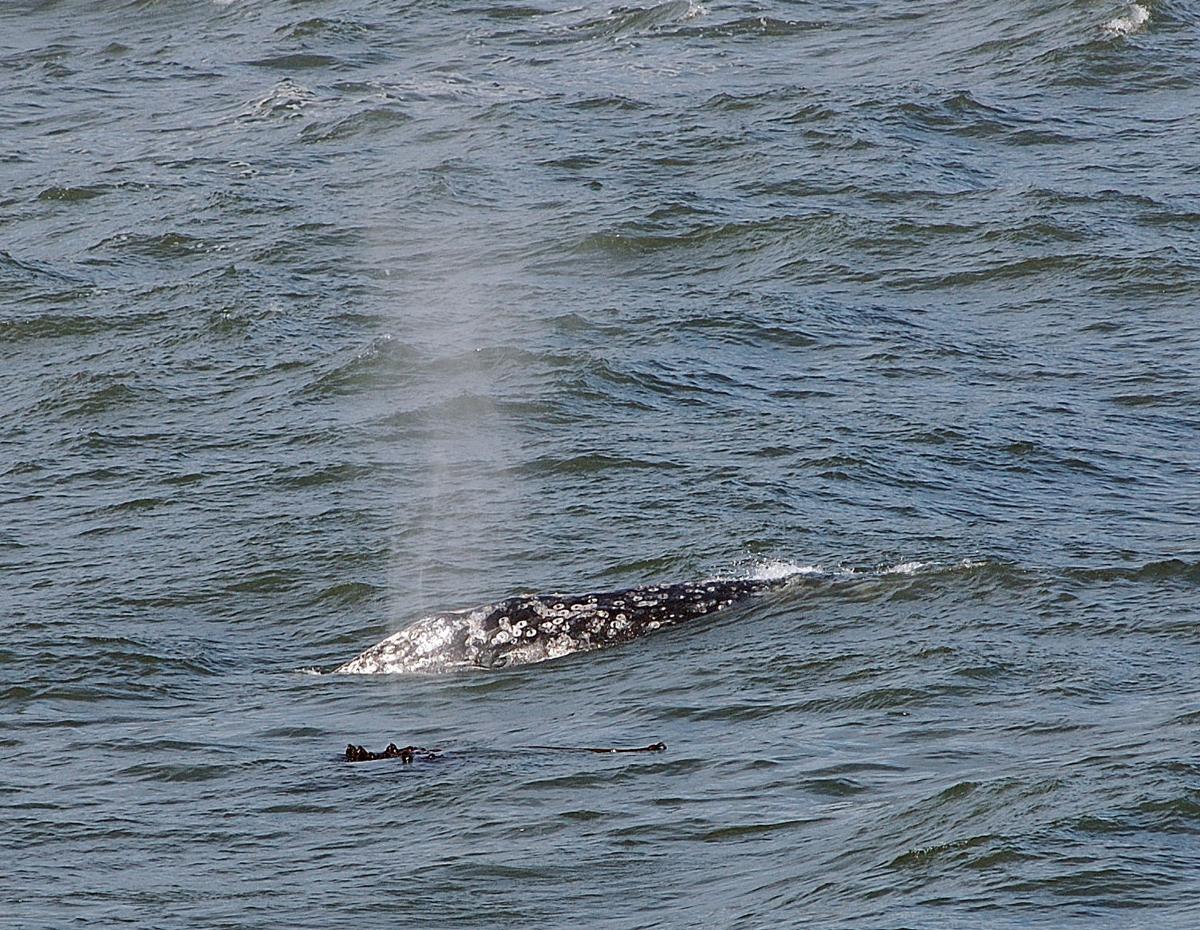 watch the watch whales already here news watch the watch whales already here news