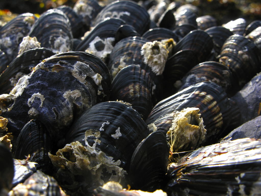 MUSSEL HARVESTING Closure along parts of the Oregon Coast News