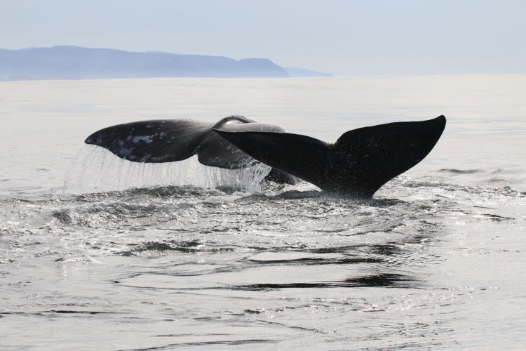 whales.jpg