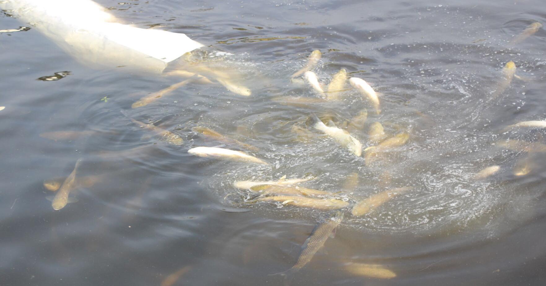 New Details: 5,000 carp introduced to Devils Lake - Vimarsana News