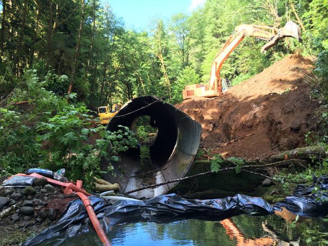 North Creek project provides high quality habitat to coastal fish ...