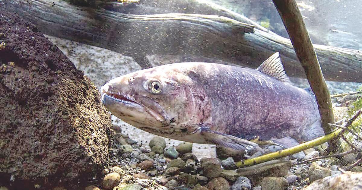 $7 million available in salmon fishery disaster funds - Vimarsana News