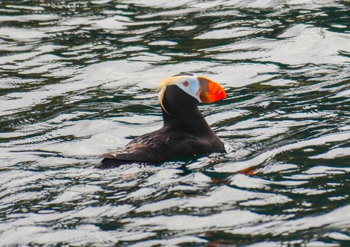 Tufted puffins denied Endangered Species Act protections - OPB
