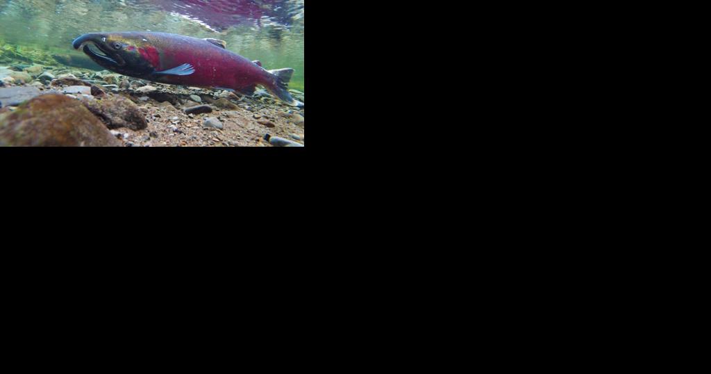 Federal Funding: Over $5 Million for coastal fish habitat restoration - Vimarsana News