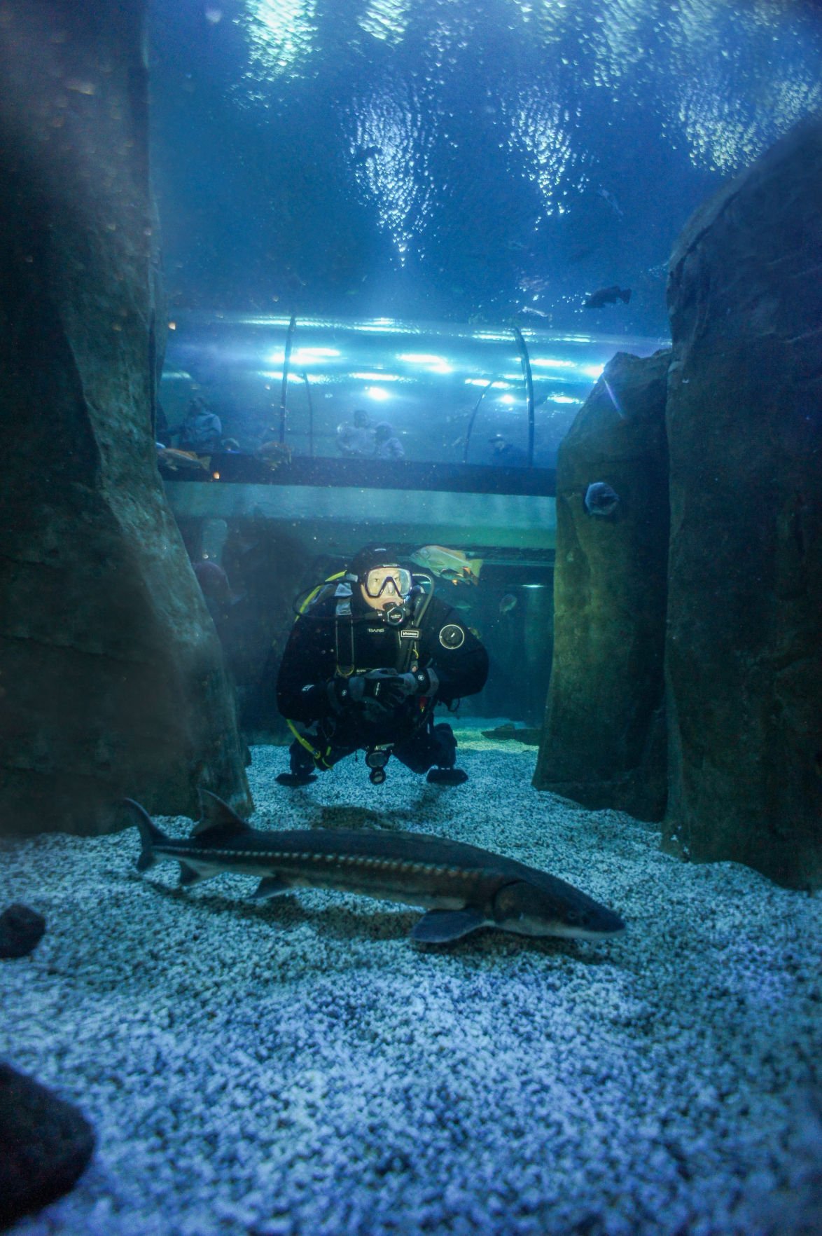 Aquarium Welcomes In Animals From The Undersea Gardens News