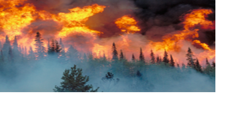 Renewed commitment to state's wildfire response urged | News - Vimarsana News