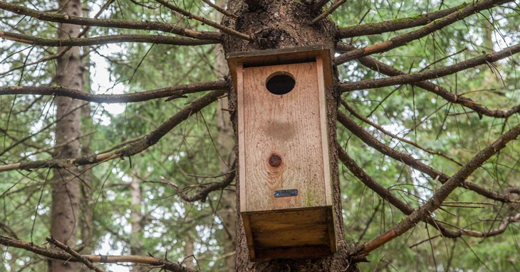 Build Better Birdhouses: Simple steps that actually attract native birds