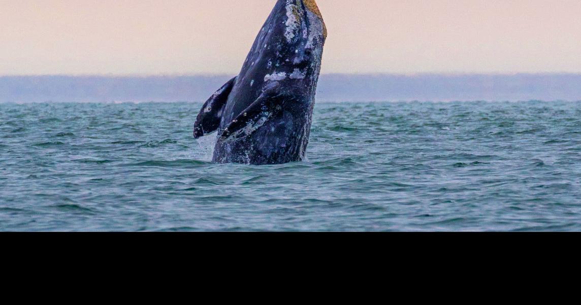 Photos / Sight to See Winter Whale Watching Week returns News