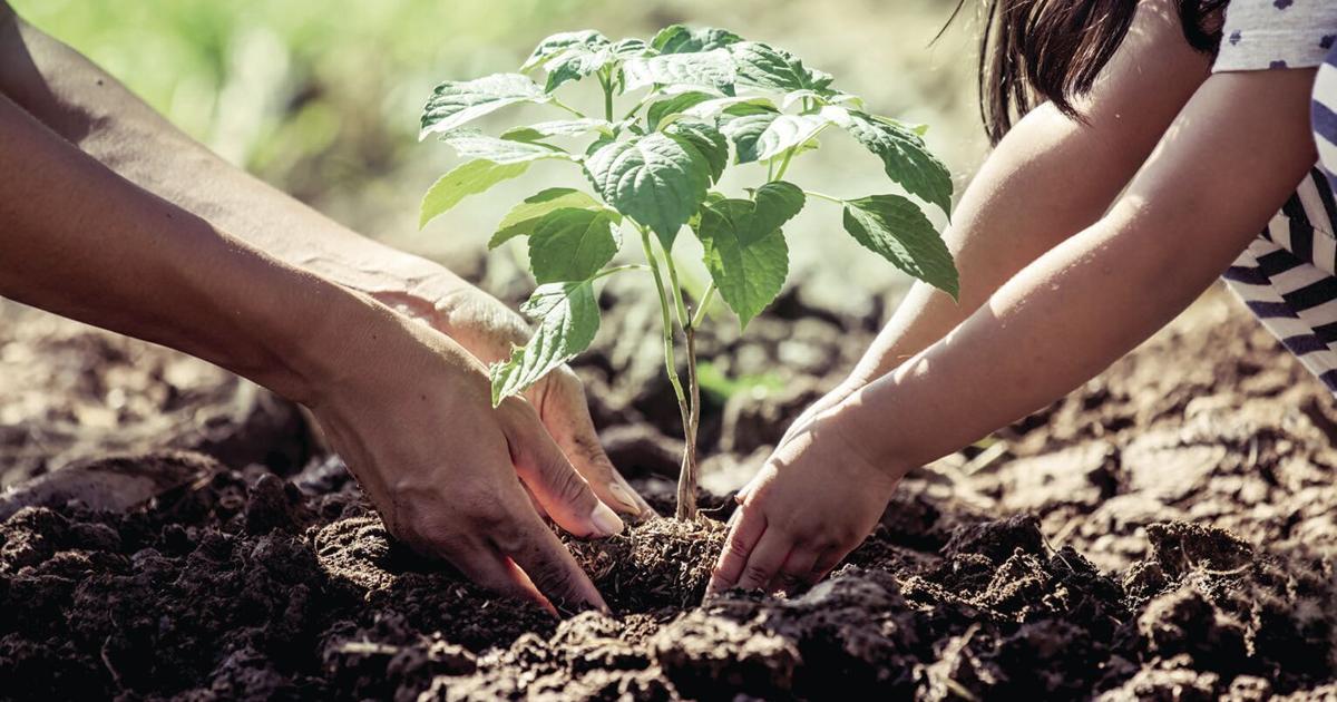 Column: What it is advisable learn about winter gardening | Group Column: What you need to know about winter gardening | Community