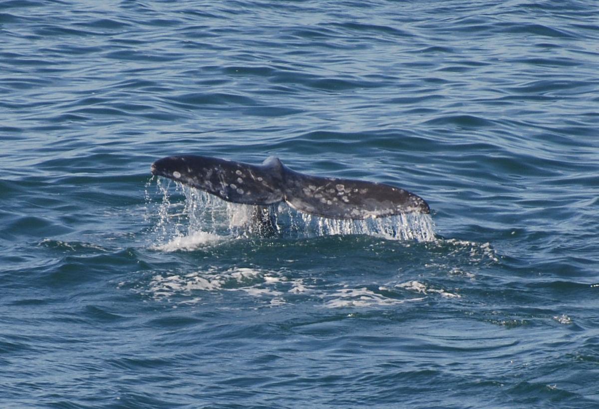 watch the watch whales already here news watch the watch whales already here news