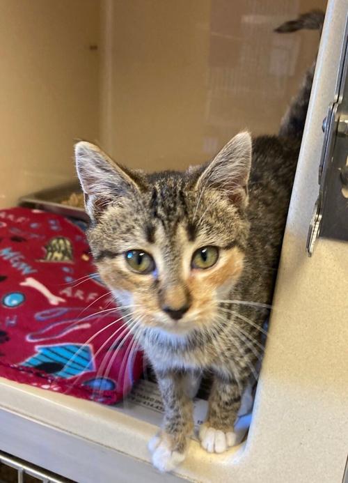 LCSPCA Pet of the Week: Sugar Plum