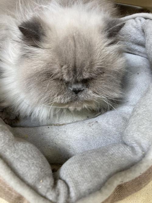 LCSPCA Pet of the Week 11/4/20