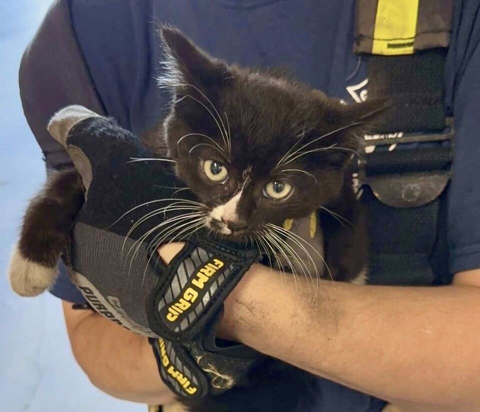 Gresham Firefighters Make Purr-fect Rescue | News | Theoutlookonline.com