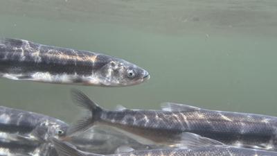 One-day smelt fishery greenlit along banks of Sandy River