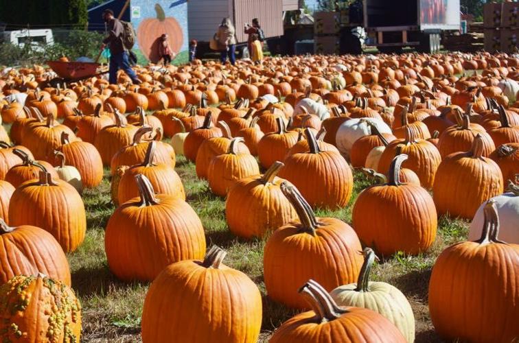 Visit the Gresham/Sandy/Estacada-area&rsquo;s Great Pumpkin (patches 