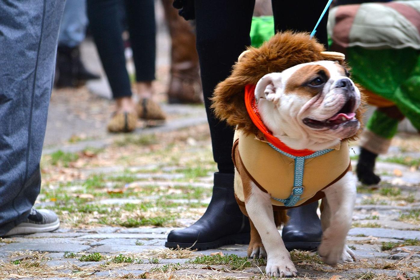 Dog costume contest at Howl-O-Ween Fest