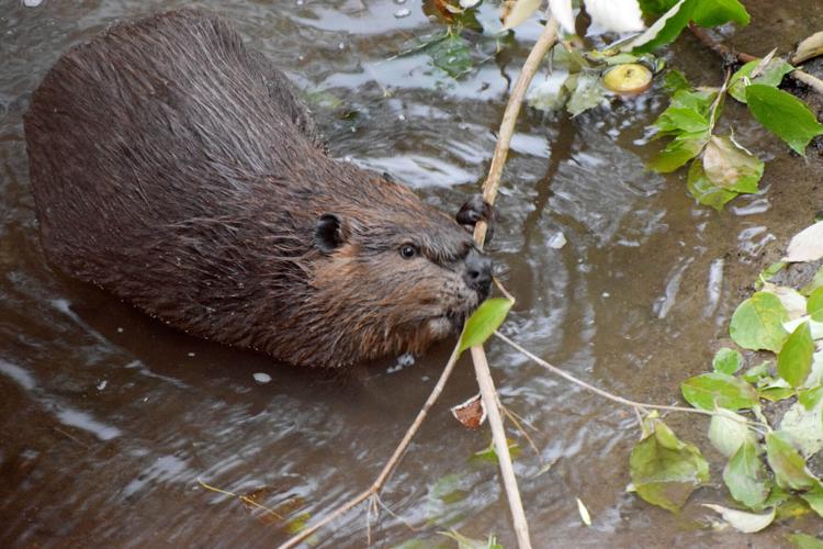 Beaver