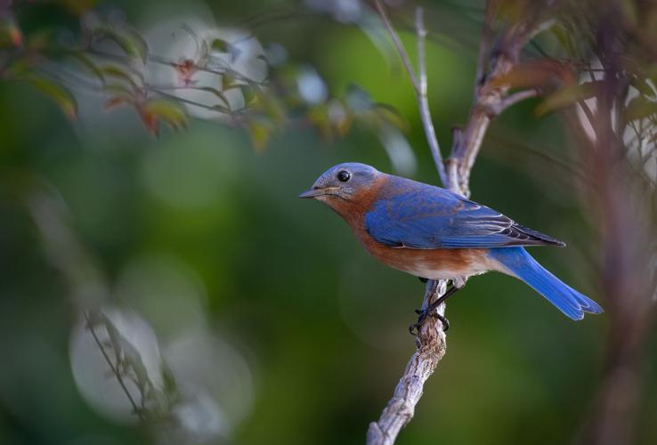 bluebird