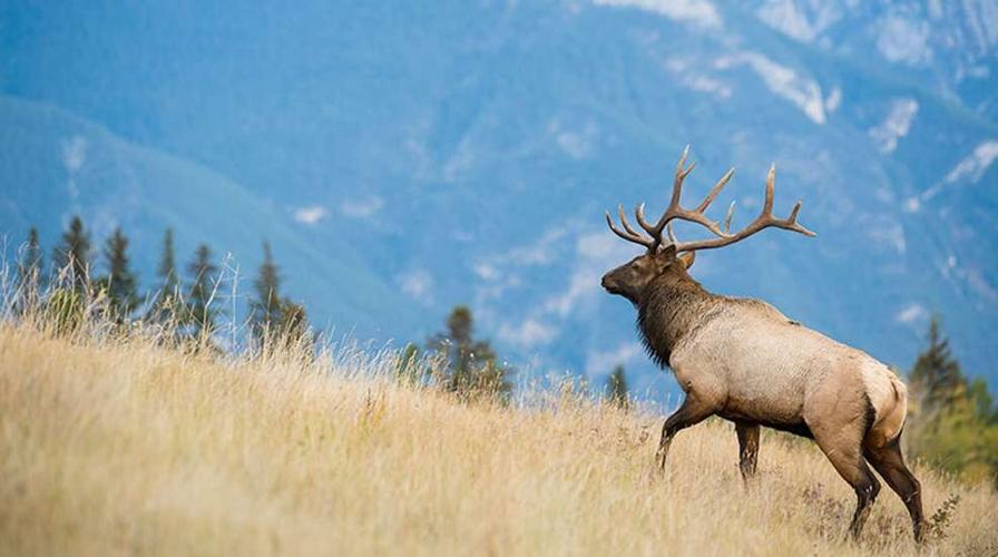 Elk