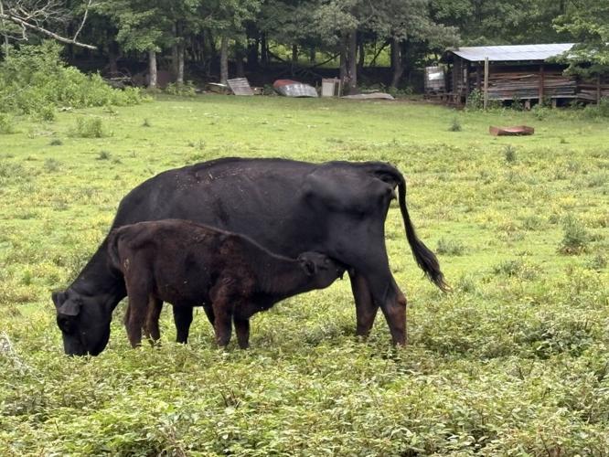 Browning Cows.jpg