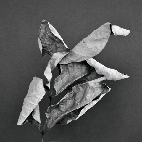 DSC_0001 (002).jpeg   Dried Leaves.jpeg