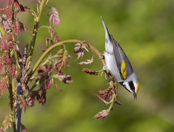birdy2.jpg