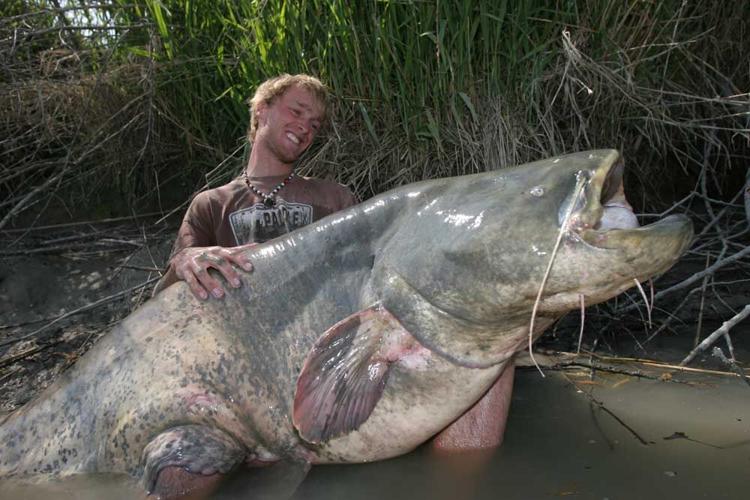 Catfish