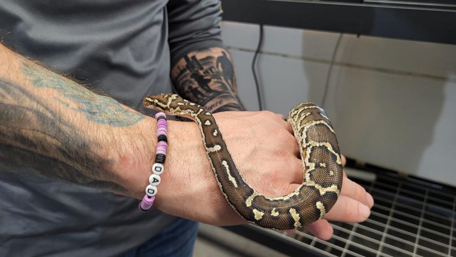 John Marshall holds a young Angolan python