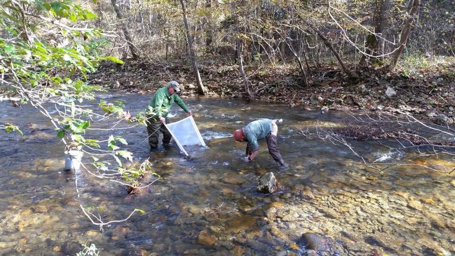 Volunteers gather macroinvertebrate samples in a tributary of Lake James.