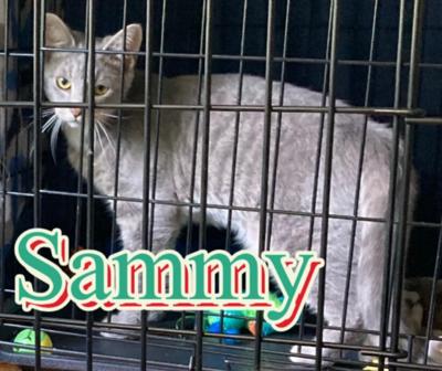 Sammy at Cats' Cradle