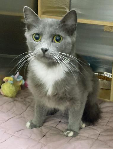 Pixie at Cats' Cradle