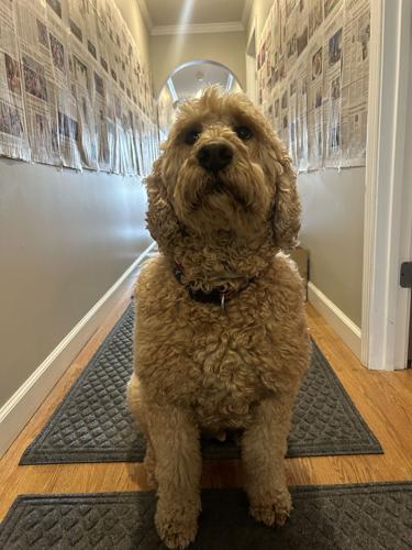 Bo