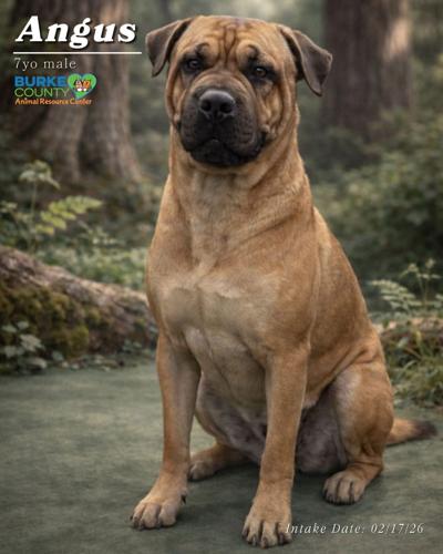 Angus at Burke Animal Resource Center