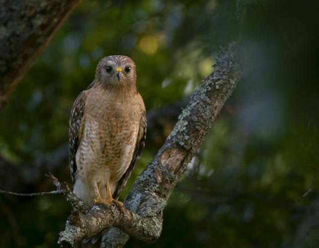 hawk