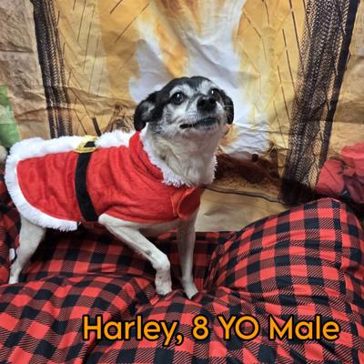 Harley at Burke Animal Resource Center