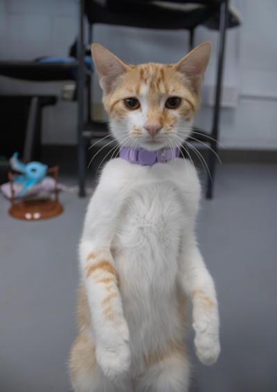 buttercup1.jpg