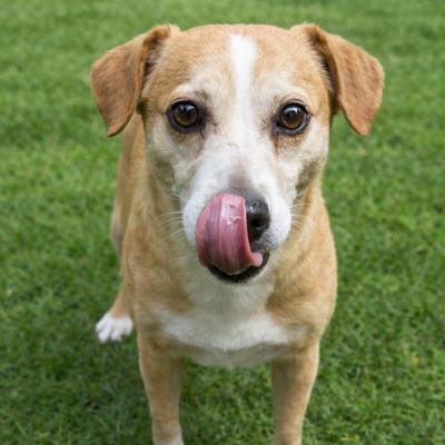 Motley at Burke Animal Resource Center