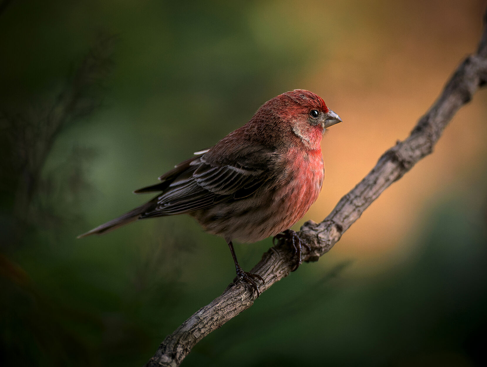 house finch