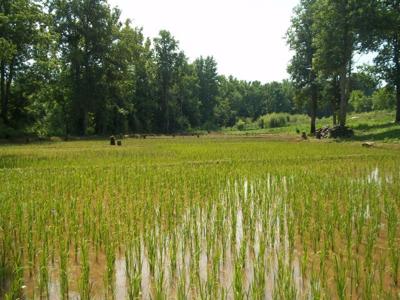 Rice paddy